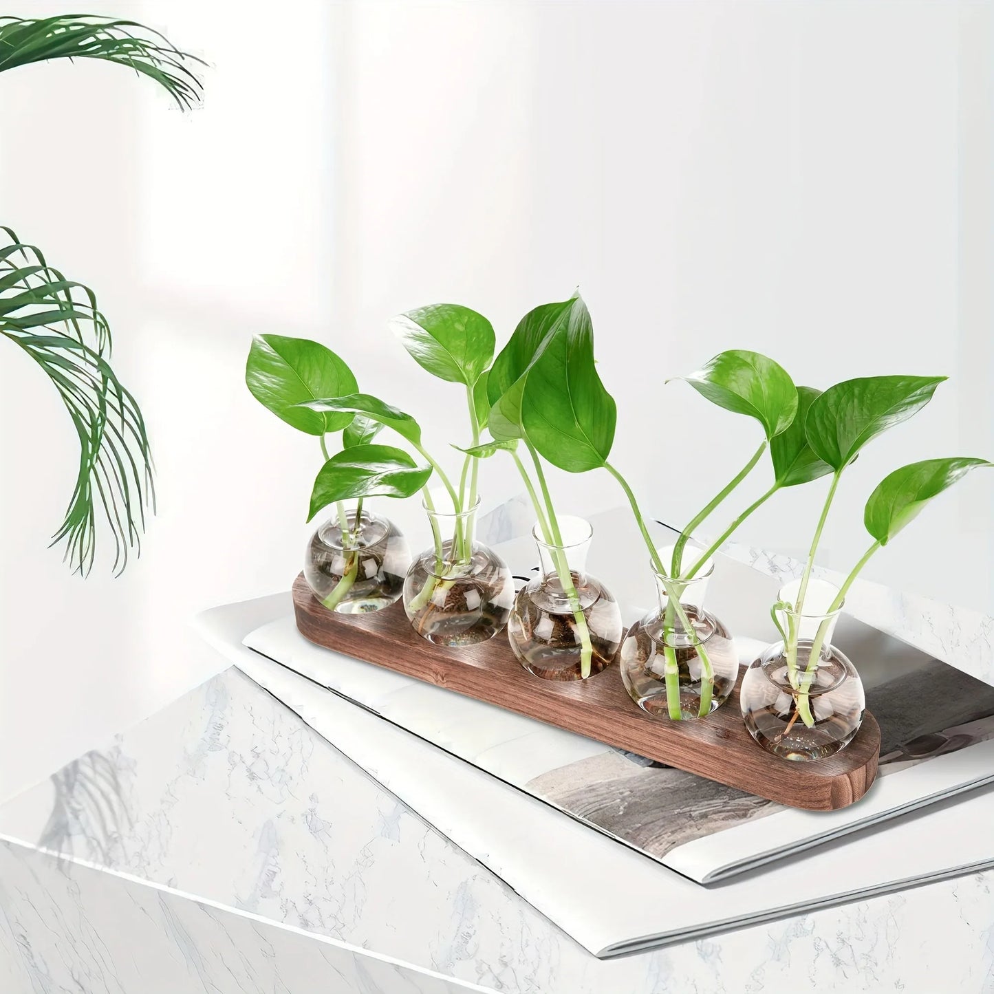 Modern Glass Plant Terrarium with Wooden Tray – Hydroponic Vase for Indoor Propagation Station, Desktop Home Office Decor